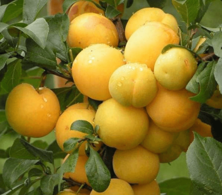 Алыча Иволга