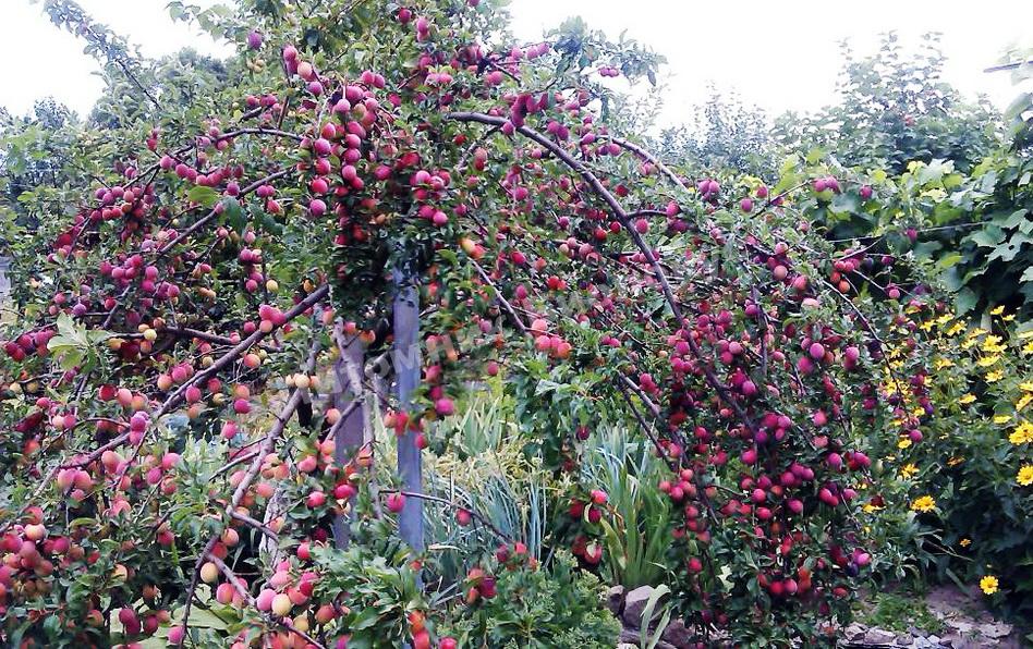 Алыча Красная лента