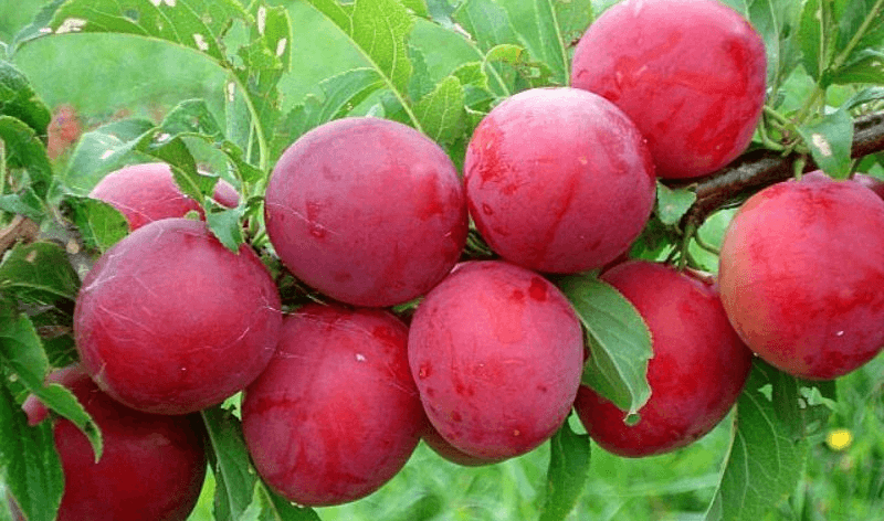 Алыча Красный шар