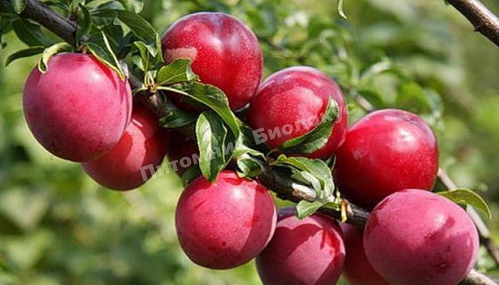 Алыча Озарк Премьер