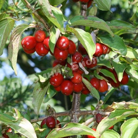 Кизил Алиона