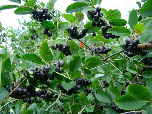 Рябина черноплодная (Арония) Чёрная жемчужина