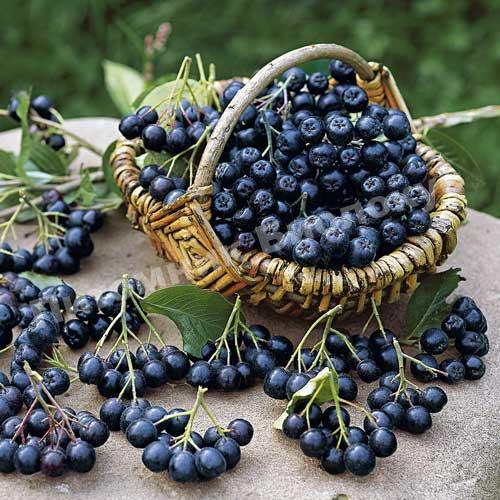 Рябина черноплодная (Арония) Галичанка