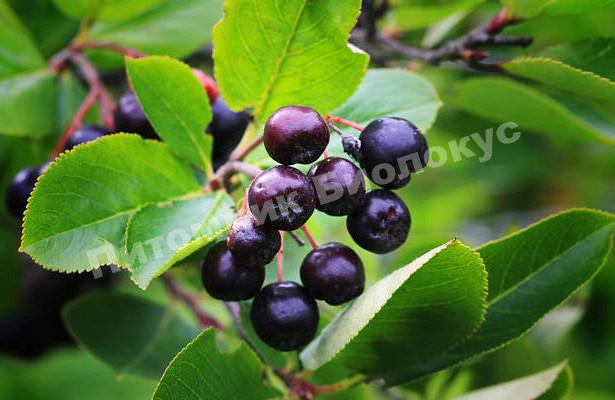 Рябина черноплодная (Арония) Мичурина