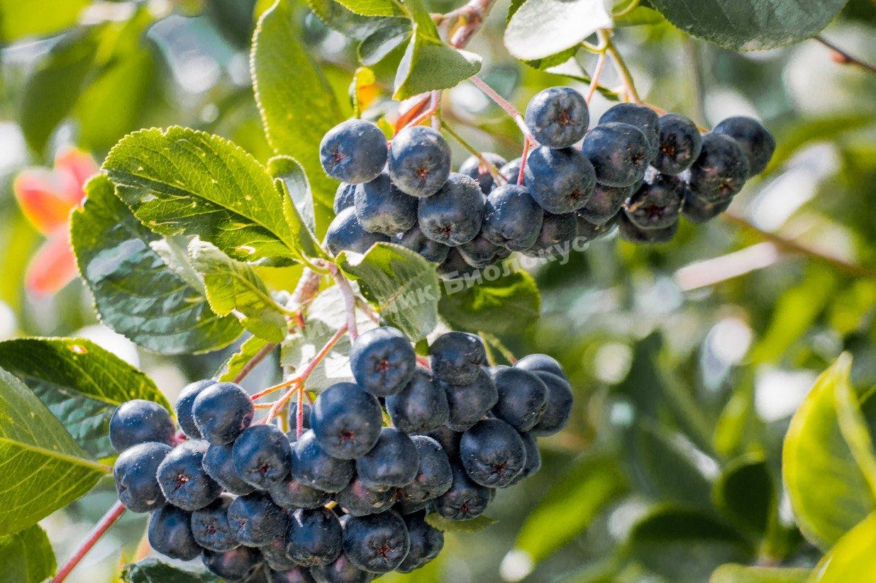 Рябина черноплодная (Арония) Надзея