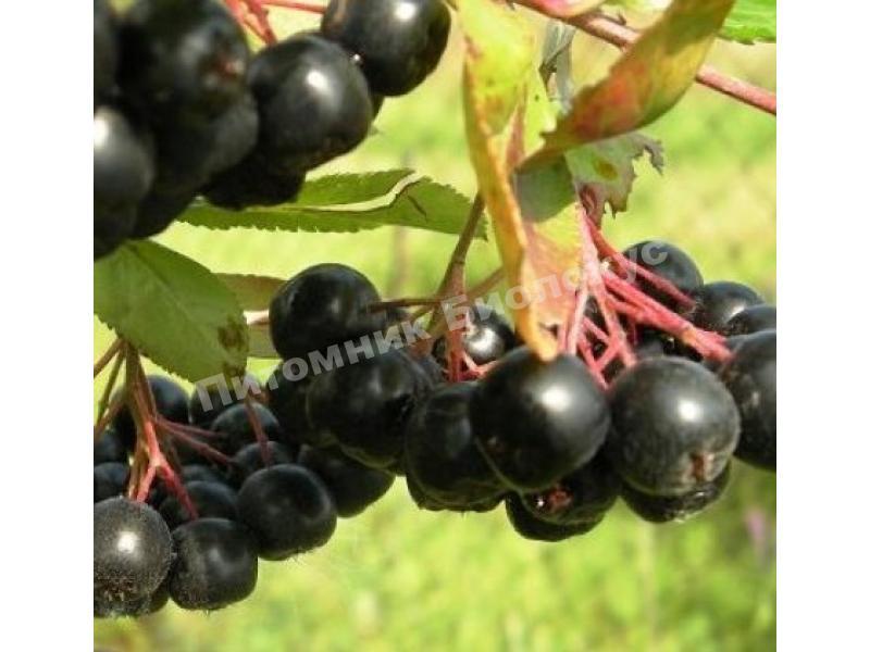 Рябина черноплодная (Арония) Вениса