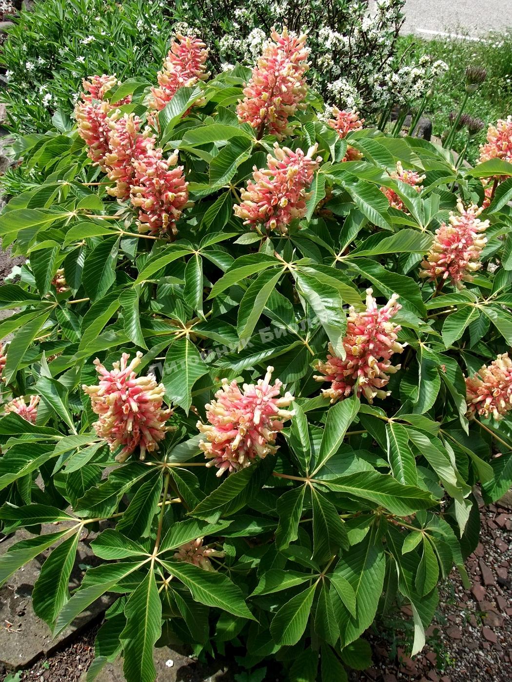 Конский каштан павия Коехнеи