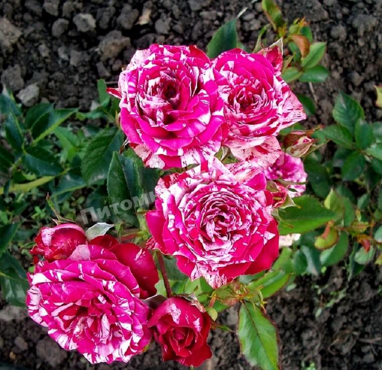 Роза бордюрная Ароу Фолиес