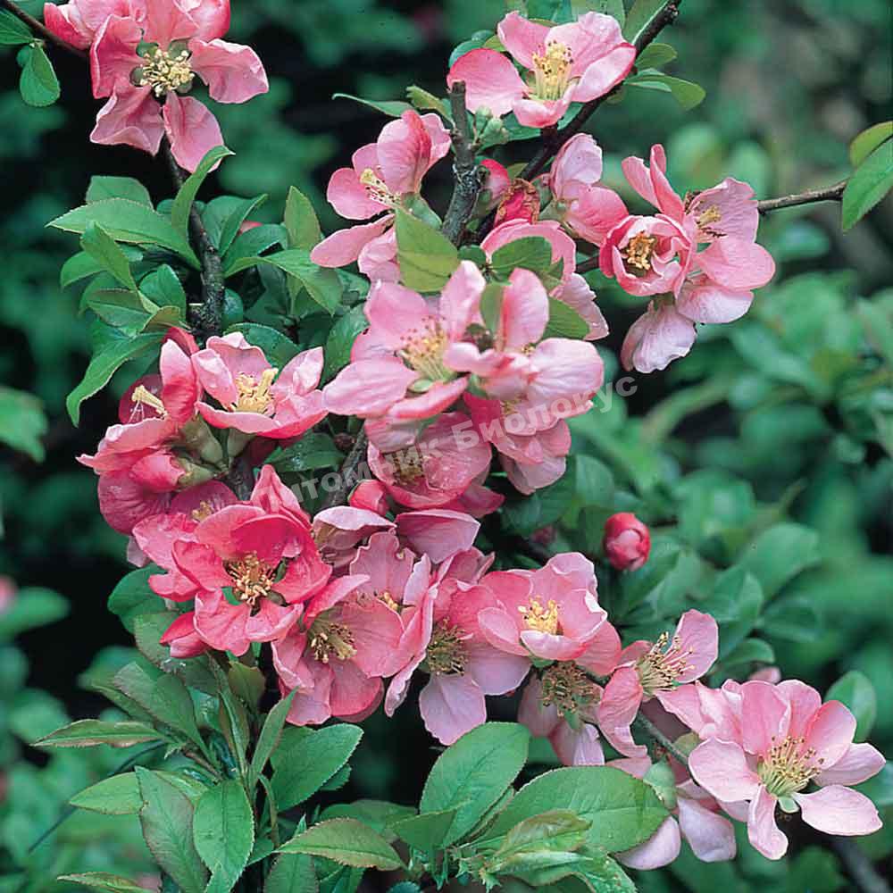 Айва Пинк Квин Леди