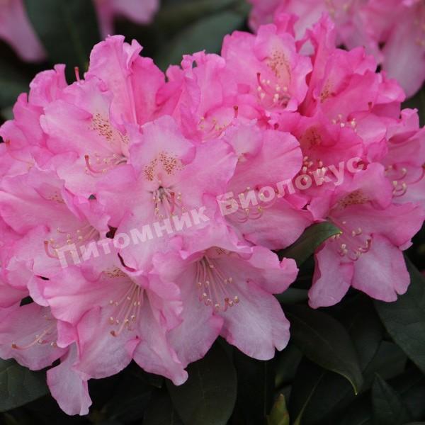 Рододендрон гибридный Калинка