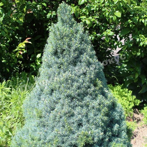 Ель канадская Сандерс Блю