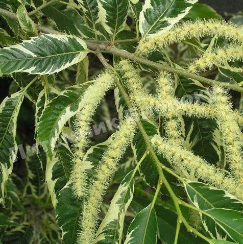 Каштан посевной Вариегата