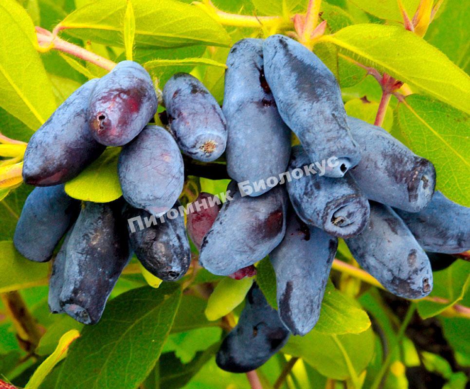 Жимолость Ленинградский Великан