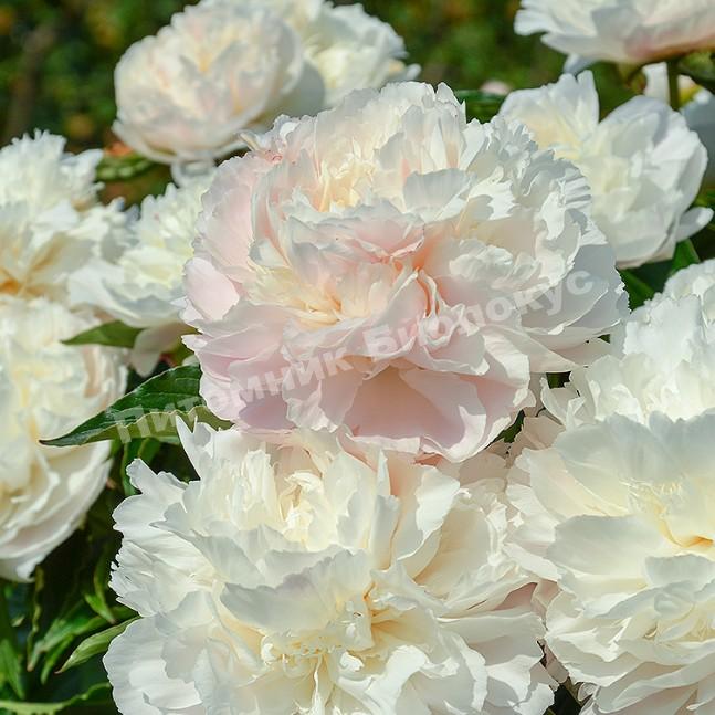 Пион травянистый Ширли Темпл