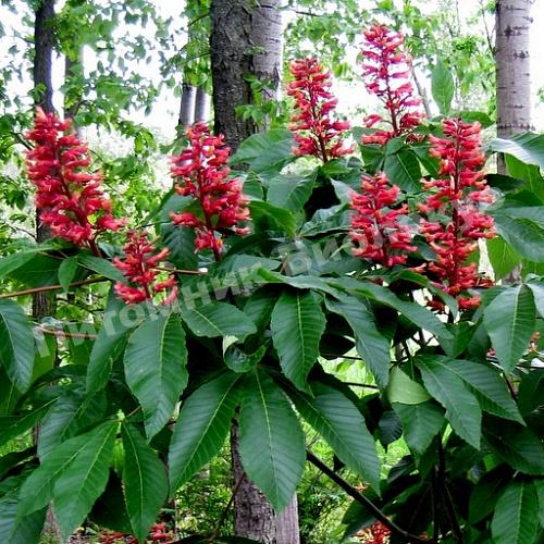 Каштан конский красный павия Пёрпл Спринг