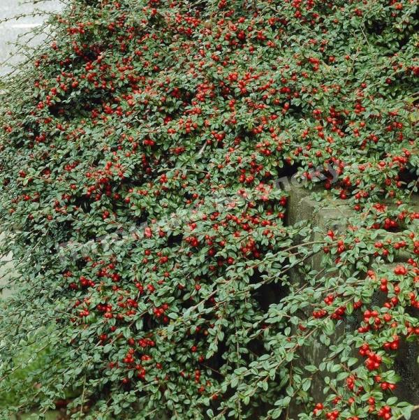 Кизильник гибридный Корал Бьюти