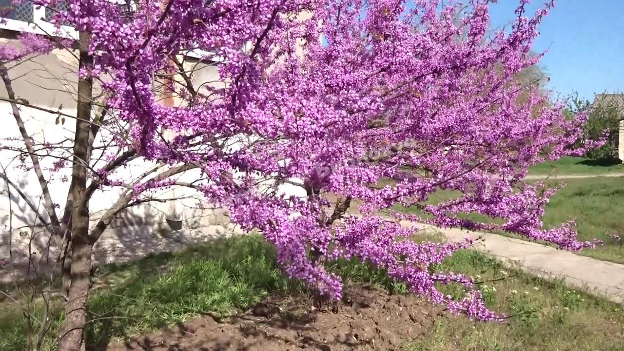 Церцис канадский