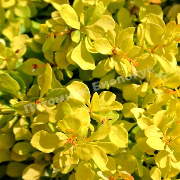 Барбарис Тунберга Лимончелло