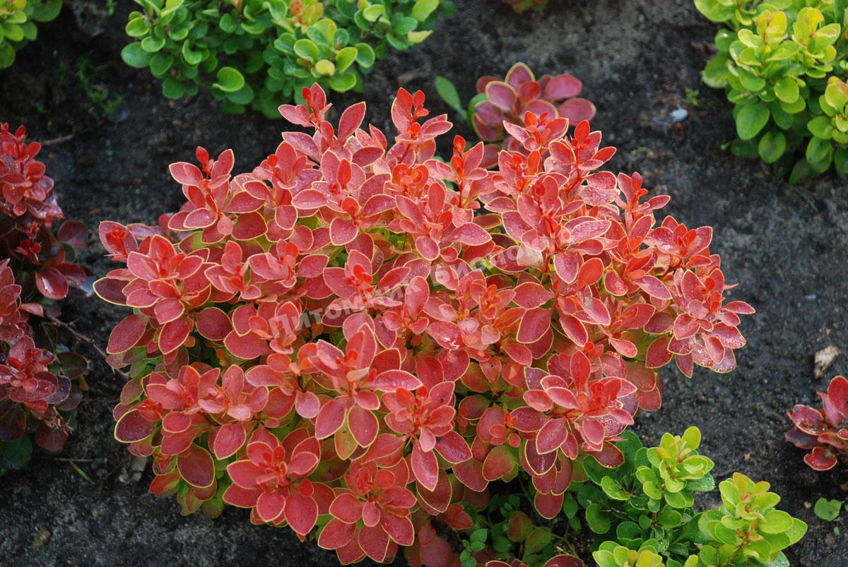 Барбарис Адмирейшн