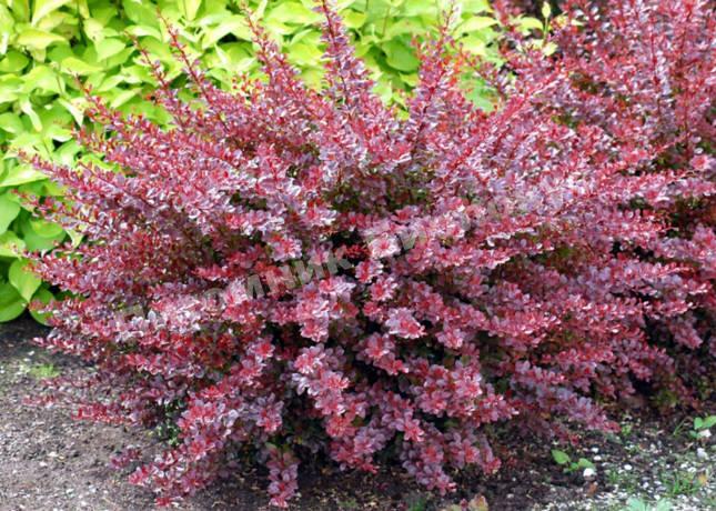 Барбарис Арлекин