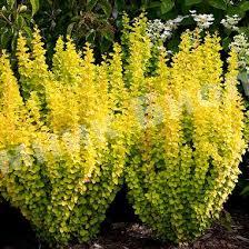 Барбарис Мария