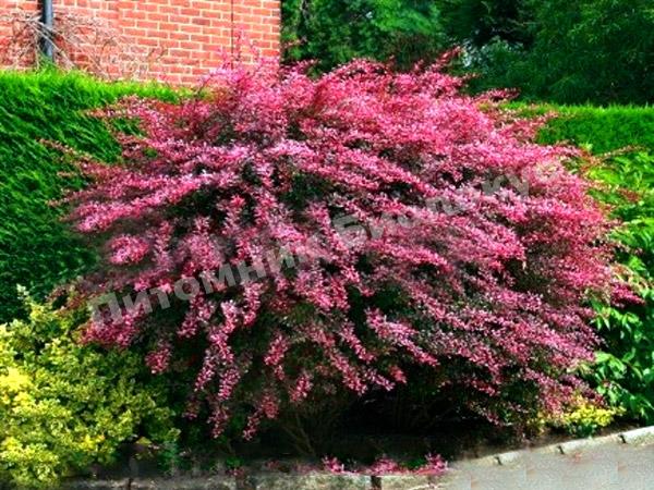 Барбарис Роуз Глоу