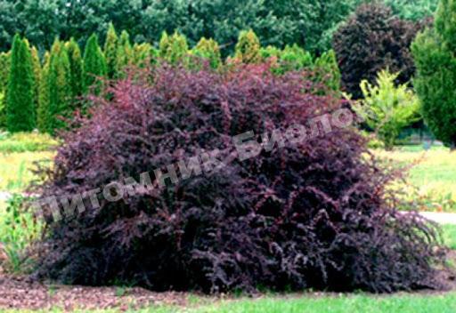 Барбарис Суперба