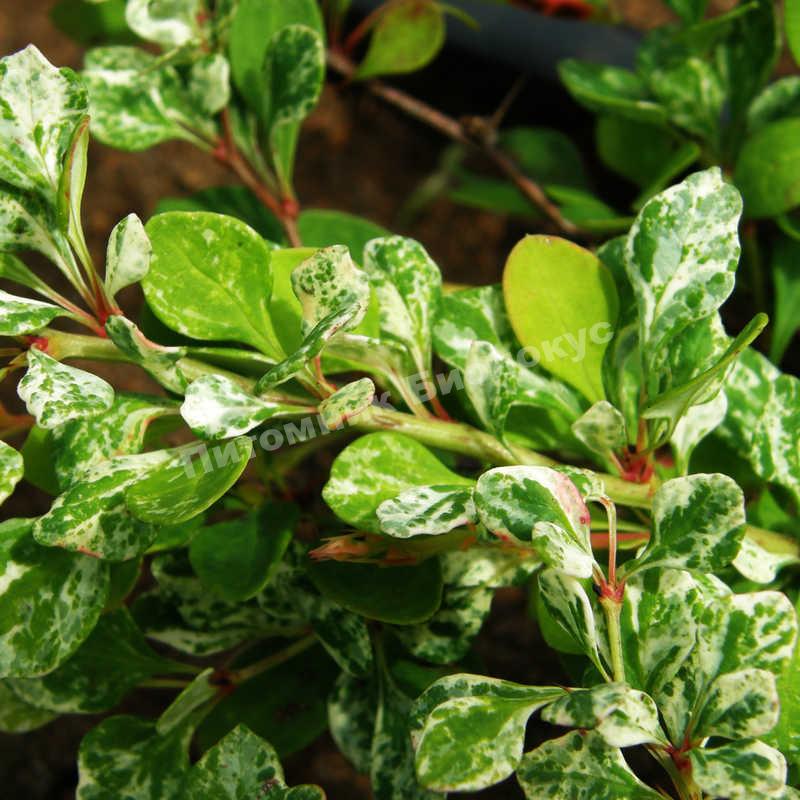 Барбарис тунберга Келлерис