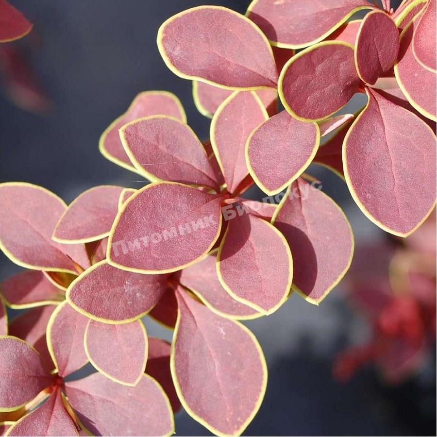 Барбарис Тунберга Голденрод