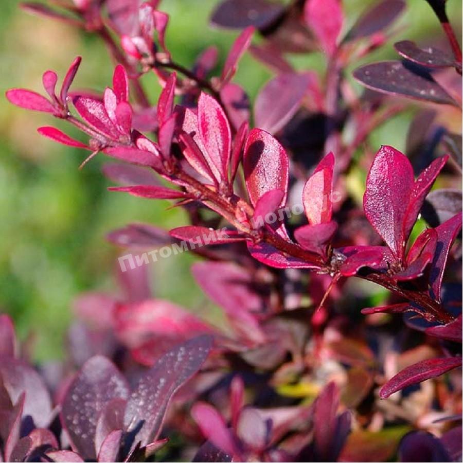 Барбарис тунберга Атропурпуреа Нана