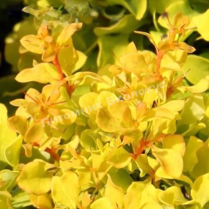 Барбарис тунберга Тини Голд