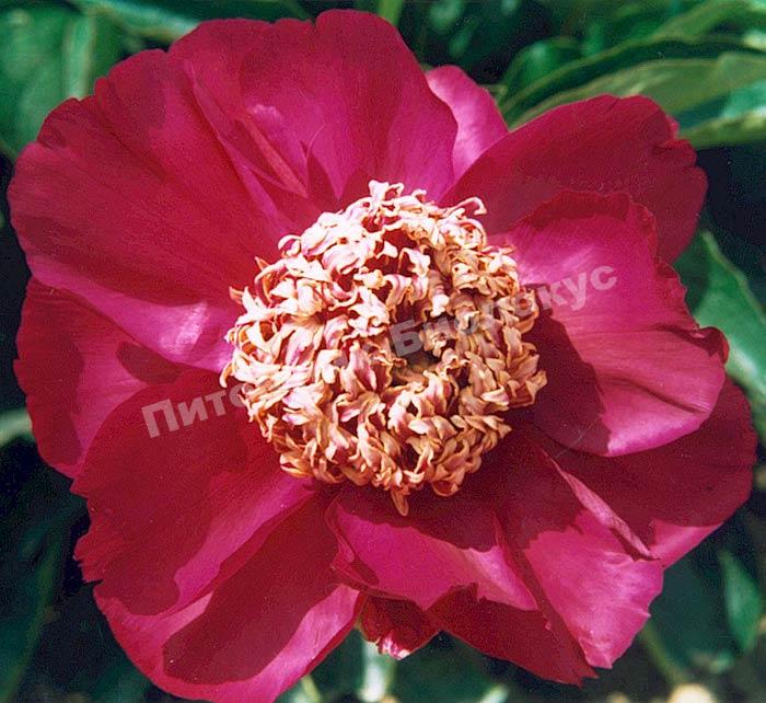 Пион травянистый Баррингтон Бель