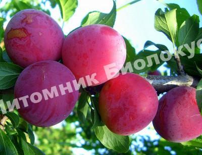 Алыча Сарматка