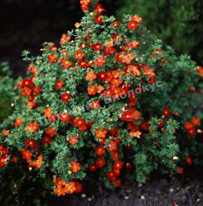 Лапчатка кустарниковая Ред Айс