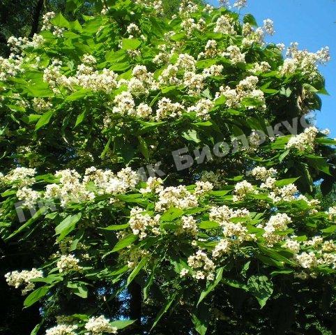 Катальпа Великолепная