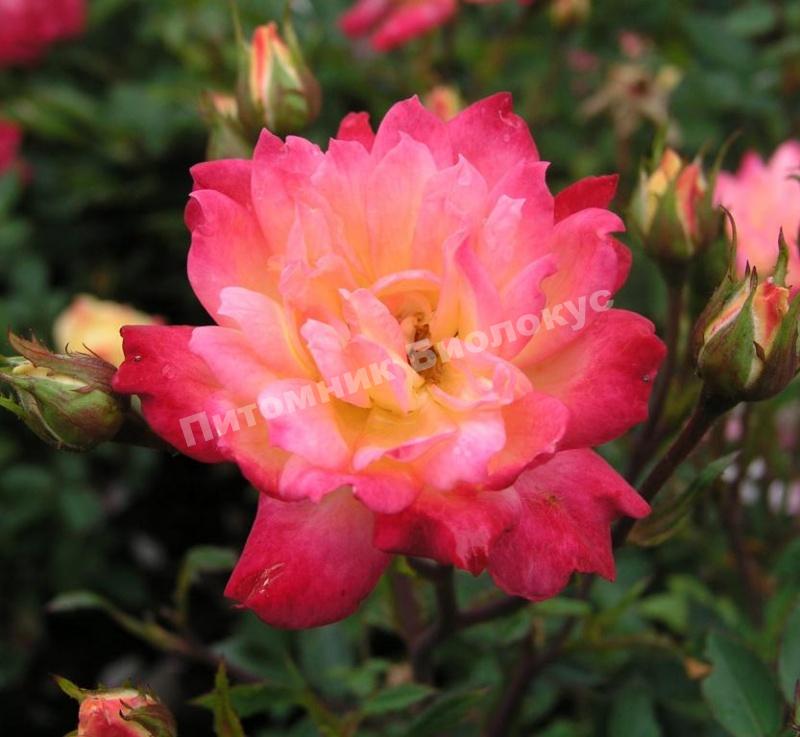 Роза бордюрная Беби Маскарад