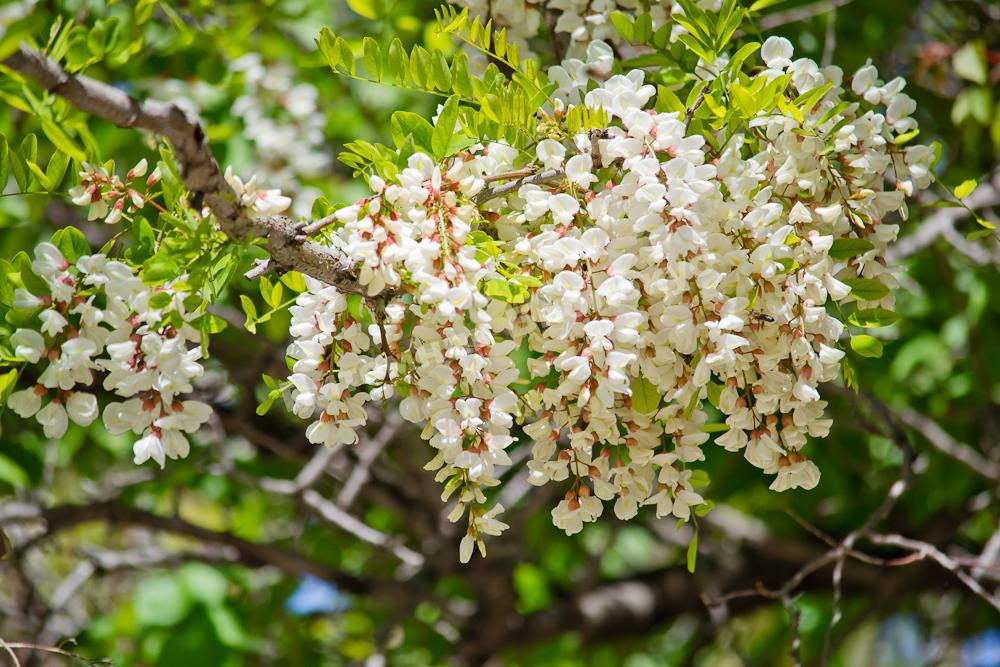 Белая акация (Робиния ложноакациевая)