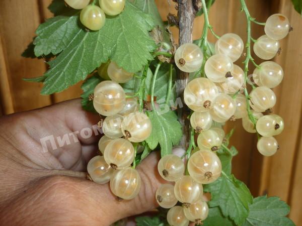 Смородина белая Фея (Алмазная)