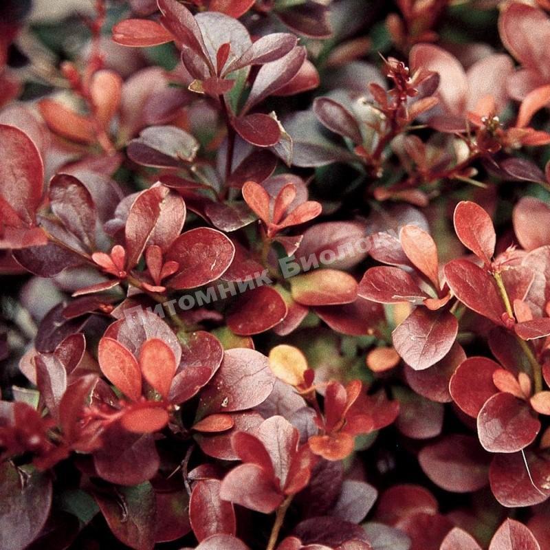Барбарис Тунберга Атропурпурея