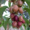 Актинидия аргута Нектарная