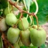 Актинидия аргута Вкус осени