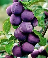 Слива колоновидная Блю свит