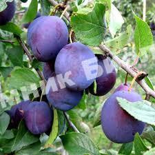 Слива Яичная синяя