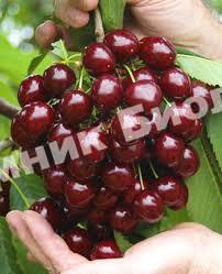Черешня Ревна