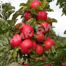 Яблоня Баргузин