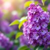 Сирень обыкновенная Массена — питомник Биолокус