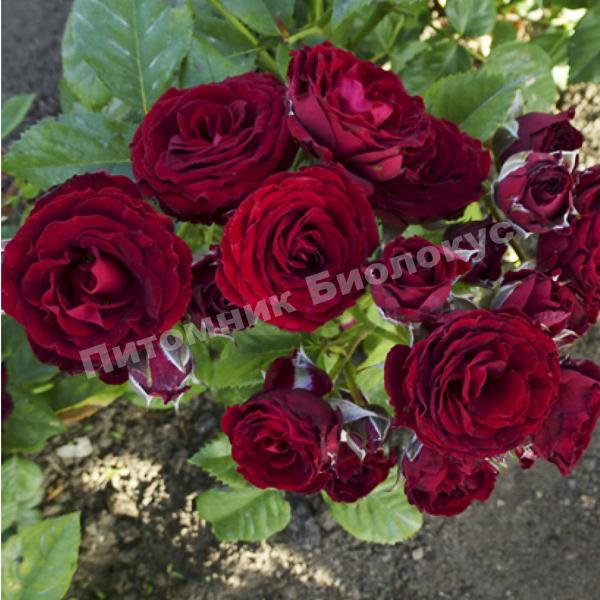 Роза бордюрная Блэк Джек