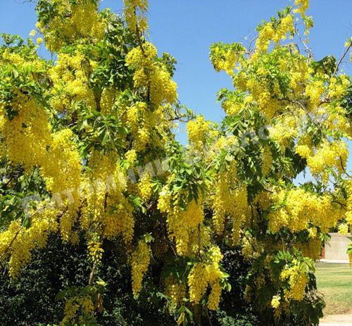 Бобовник Альпийский