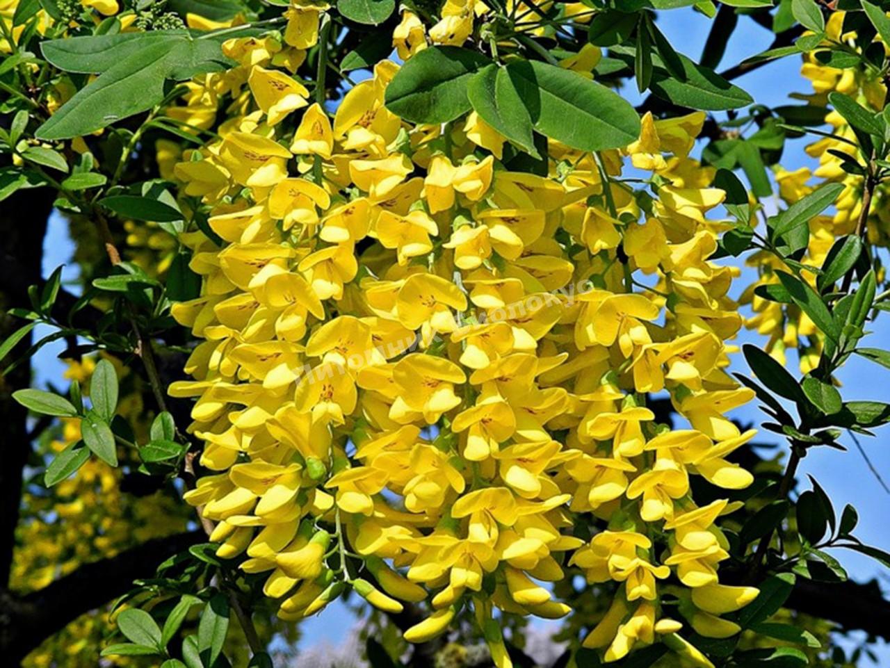 Бобовник Анагиролистный Золотой дождь