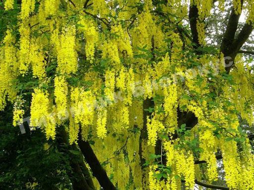 Бобовник Ватерера